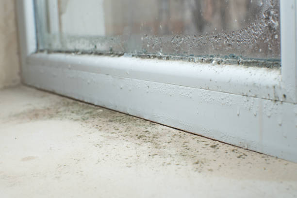 Why You Should Choose Our Mold Remediation Services in Lee Acres, NM